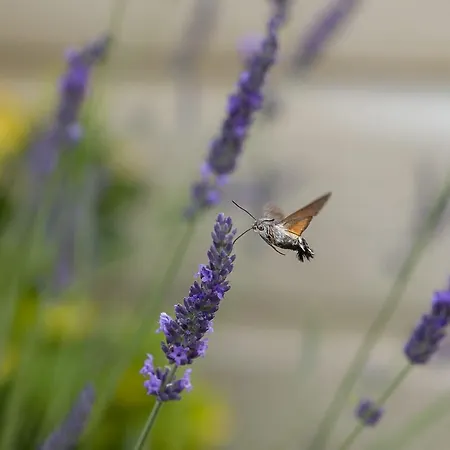 Logis De Lange Les Ecureuils Lägenhet Saint-Hilaire-la-Palud