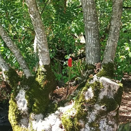 Logis De Lange Les Ecureuils Lägenhet