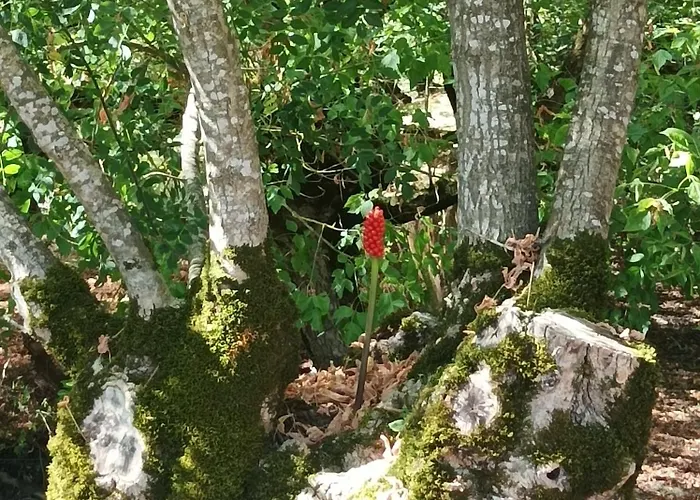 Logis De Lange Les Ecureuils Apartamento